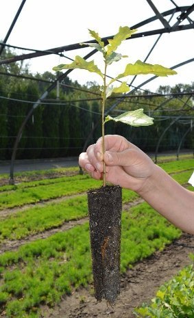 Санітарні рубки нам не вигідні, - лісівники. ФОТО Санітарні рубки нам не вигідні, - лісівники. ФОТО