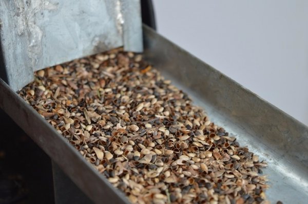 Санітарні рубки нам не вигідні, - лісівники. ФОТО Санітарні рубки нам не вигідні, - лісівники. ФОТО