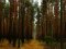 На Волині у державну власність повернули землі лісового фонду вартістю 30 мільйонів