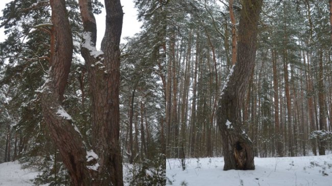 Кривий ліс, який розташований поблизу селища Колки, хочуть зробити туристичною принадою