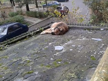 Знайшли власника собаки, якого шкуродери викинули з 9-го поверху в Луцьку