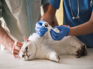 Як надати першу допомогу кішці зі зламаною лапою?*
