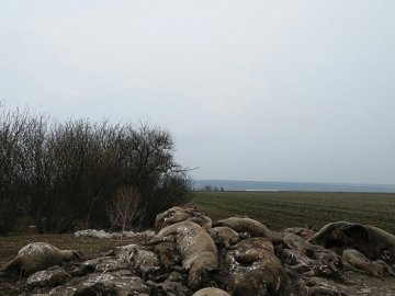 Поблизу Володимира фермер викинув у поле 30 туш свиней