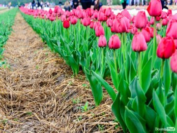 У «Волинській Голландії» зрізали тюльпани