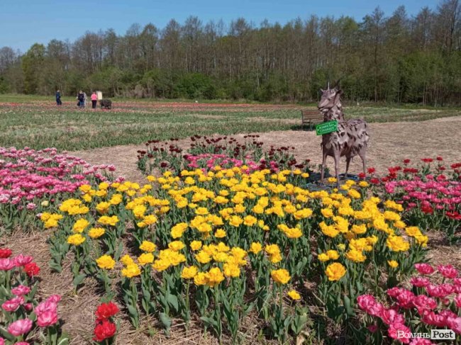 Стартував масштабний тюльпановий фестиваль «Волинська Голландія». ФОТО