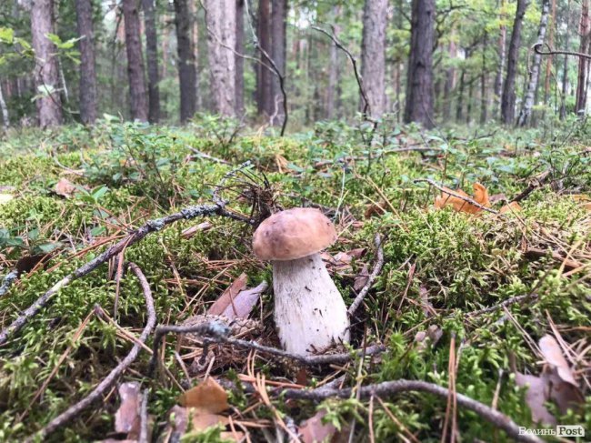 «Тихе полювання» – у розпалі: куди поїхати по гриби поблизу Луцька