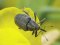 У двох районах на Волині у посівах ріпака знайшли небезпечного жука-прихованохоботника