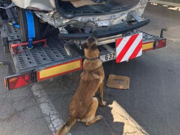 На волинському пункті пропуску службовий пес знайшов у авто боєприпаси