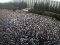 В Молдові - багатотисячні протести проти влади
