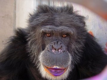 Шимпанзе малює язиком картини. ФОТО
