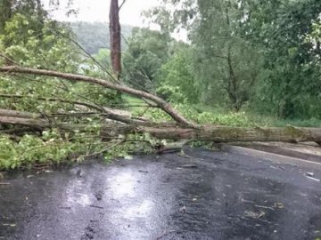 На Волині дерево впало на авто, яке їхало дорогою