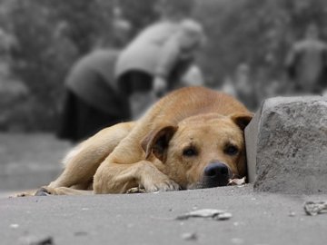 Скандальна Дана Новарчук відловлюватиме собак у Ківерцях без їх подальшого повернення
