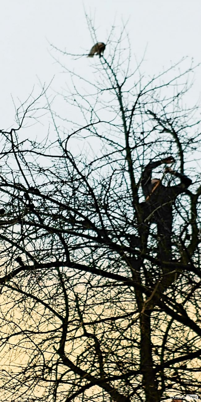 У Луцьку відчайдушні рятувальники зняли кота з височезного дерева. ФОТО, ВІДЕО