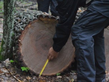 На Волині лісівники завадили зловмисникам вкрасти цінну деревину. ФОТО