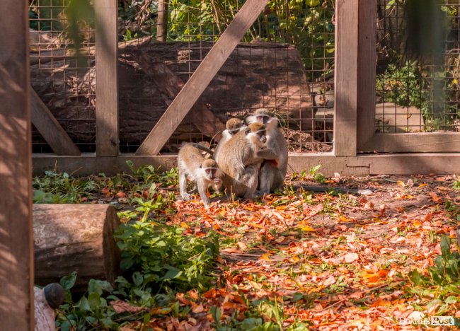 Тепла осінь у луцькому зоопарку. ФОТО