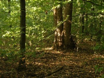 Військові і лісівники не можуть поділити волинські ліси