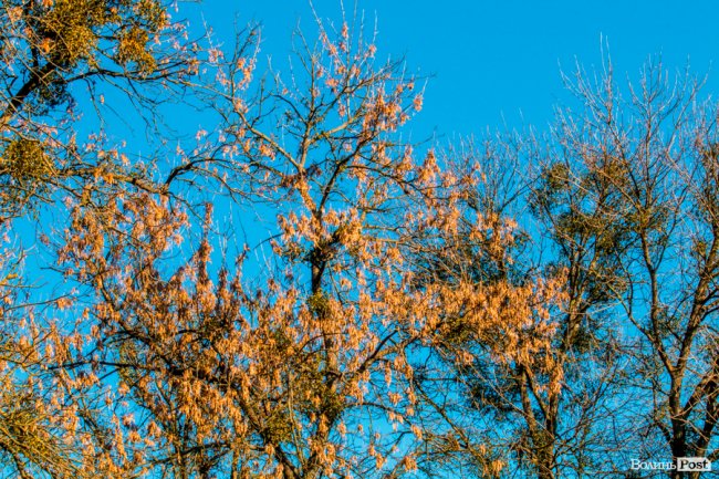 Луцьк в останній осінній день. ФОТОРЕПОРТАЖ