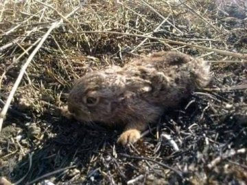 На Волині під час пожежі трави загинули тварини: згоріли навіть годівниці для косуль. ФОТО