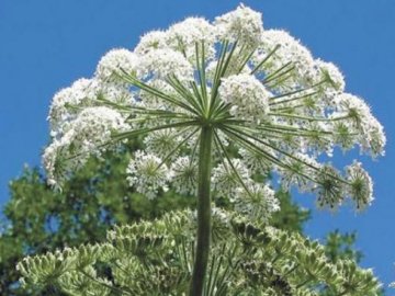 На боротьбу з потенційним еколихом у Ковелі дали майже 80 тисяч