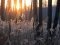 Цуманська пуща: неймовірні фото чарівного лісу