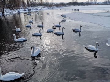 На ставку поблизу Луцька помітили понад два десятки лебедів. ФОТО