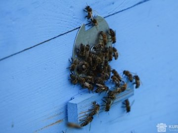 Волинські пасічники підуть до суду через підмор бджіл