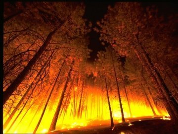 Волині загрожують лісові пожежі