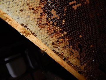На Волині зібрали перший урожай меду. ФОТО