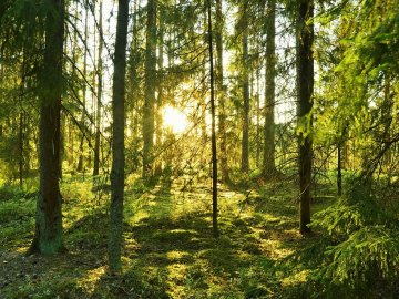 12 червня – яке сьогодні свято і чому в цей день не варто ходити в ліс