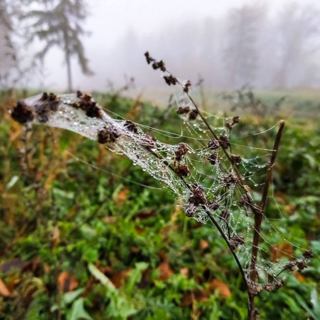 Моторошний луцький парк у полоні туману. ФОТО