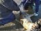 На Волині рибалки врятували підстреленого самця сарни.ФОТО