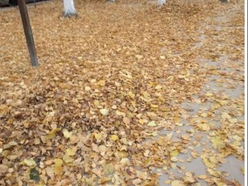 Лучани скаржаться на неприбране листя у дворах будинків