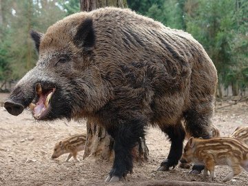 «Не сійте паніку»: на Волині більше немає африканської чуми свиней