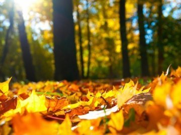 Погода в Луцьку та Волинській області на вівторок, 6 жовтня