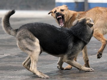 Лучани скаржаться на напади безпритульних собак