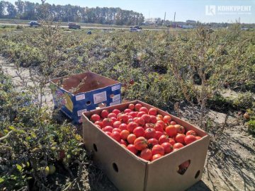 Полизу Луцька можна купити дешеві помідори відразу з поля.ФОТО