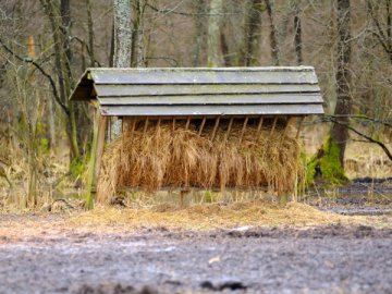 Волинські лісівники підгодовують диких тварин. ФОТО