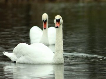 Лебеді залишилися зимувати на волинському озері. ФОТО