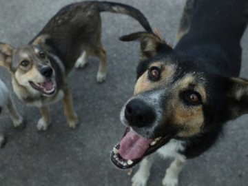 Агресивні собаки «тероризують» район у Луцьку