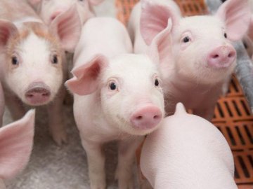 «Ava Market» - комбікорм для свиней з доставкою по Україні*