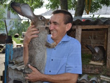 Фландри та французькі барани: як волинянин розводить рідкісні породи кролів