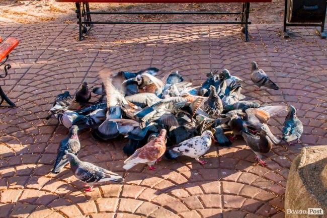 Луцьк в останній осінній день. ФОТОРЕПОРТАЖ