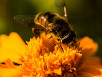 На Волині хочуть встановити пам’ятник бджолі