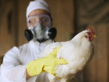 Українська птиця не потрапить на ринок Євросоюзу через грип