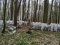 Дуже любить чистоту: на Рівненщині хлопець з інвалідністю зібрав у лісі тонни пляшок. ФОТО