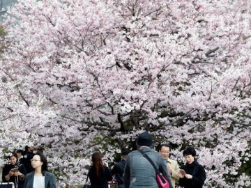 Краса, яка захоплює душу: у Токіо цвітуть сакури. ФОТО