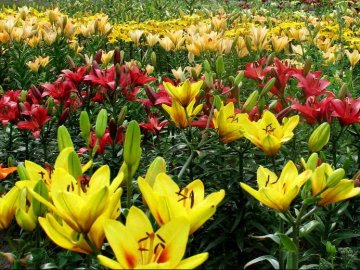 Найбільше поле лілій в Україні: «Волинська Голландія» влаштовує яскраве свято квітів