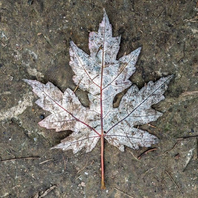 Моторошний луцький парк у полоні туману. ФОТО
