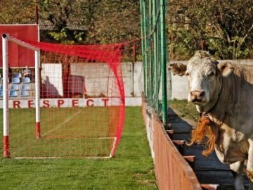 У Мар’янівці на футбол ходить корова