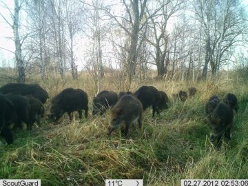 Зона відчуження чи заповідник: в Чорнобилі знайшли рідкісних тварин. ФОТО. ВІДЕО.